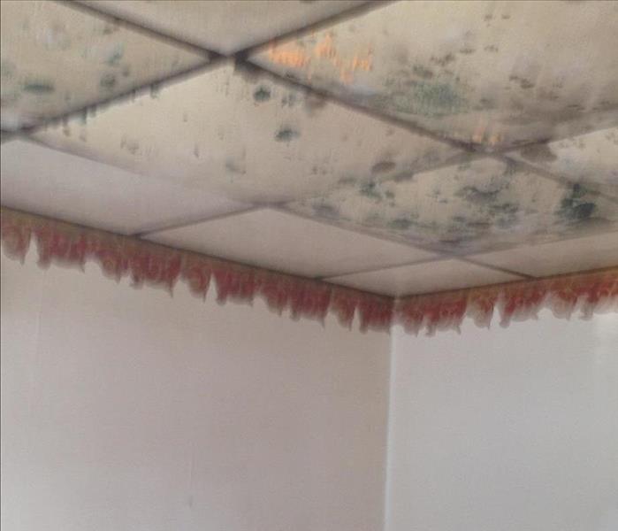 Colorful mold spores growing inside a homes drop ceiling 