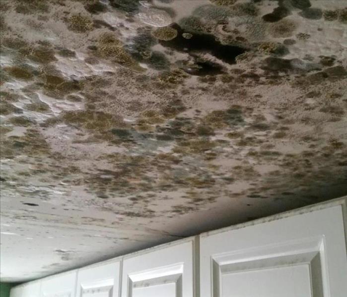 A sheet rocked ceiling covered in mold